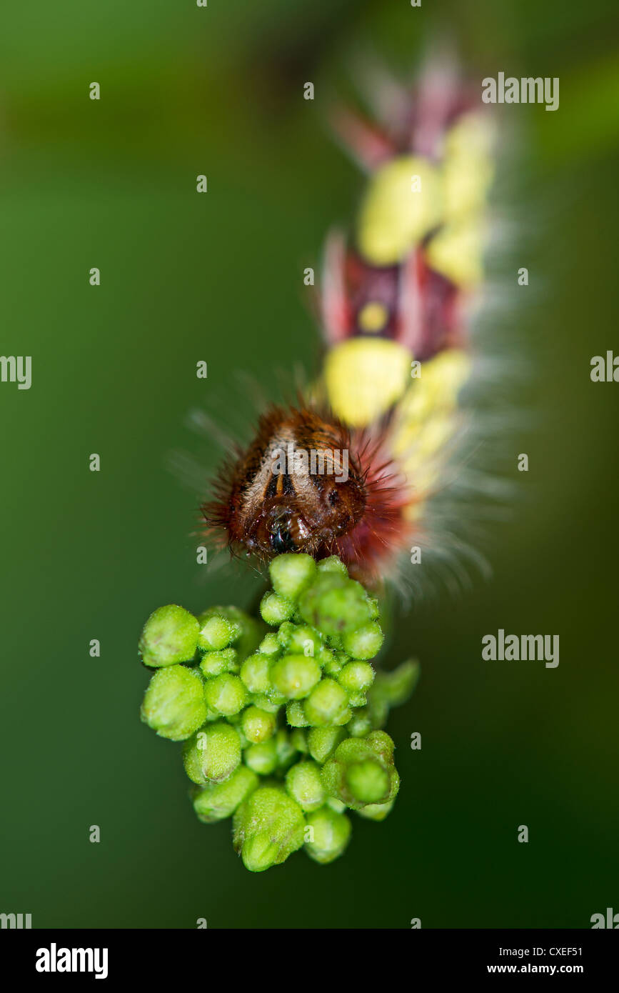 Eine Larve des blauen Morpho Schmetterlings Fütterung Stockfoto