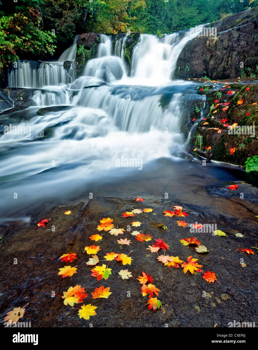 Rebe Ahornblätter in Herbstfarben. Alsea fällt. Oregon. Stockfoto