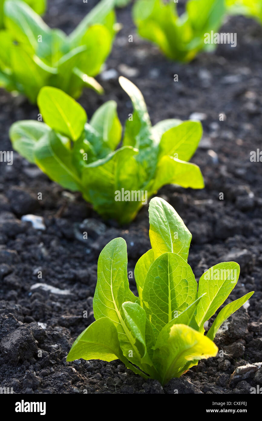 Junger Blattsalat Pflanzen wachsen in einer Zeile in einem Gemüsegarten Stockfoto