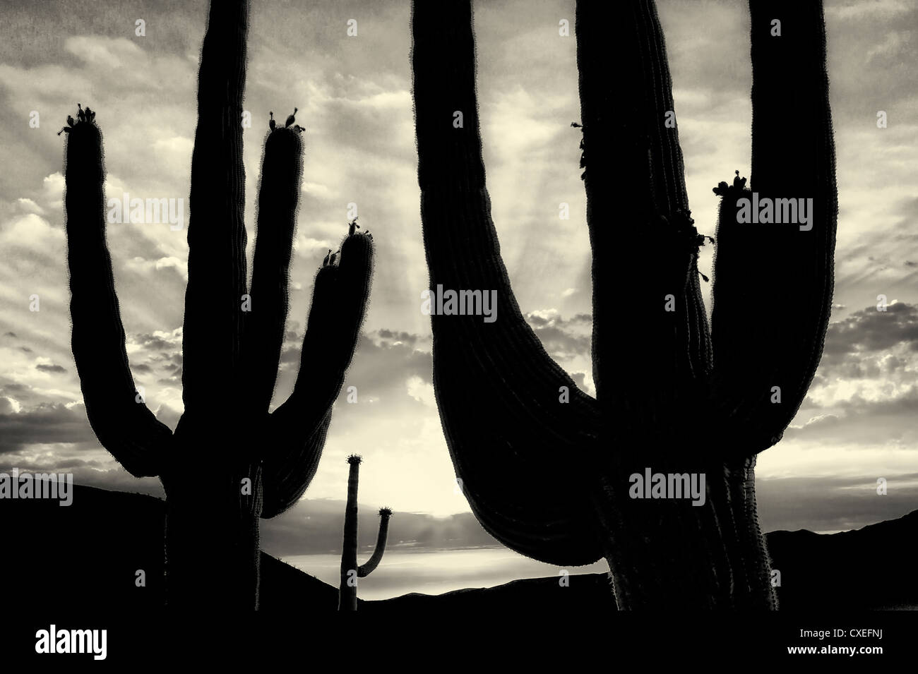 Silhouette Saguaro-Kaktus. Sonora-Wüste, Arizona. Stockfoto