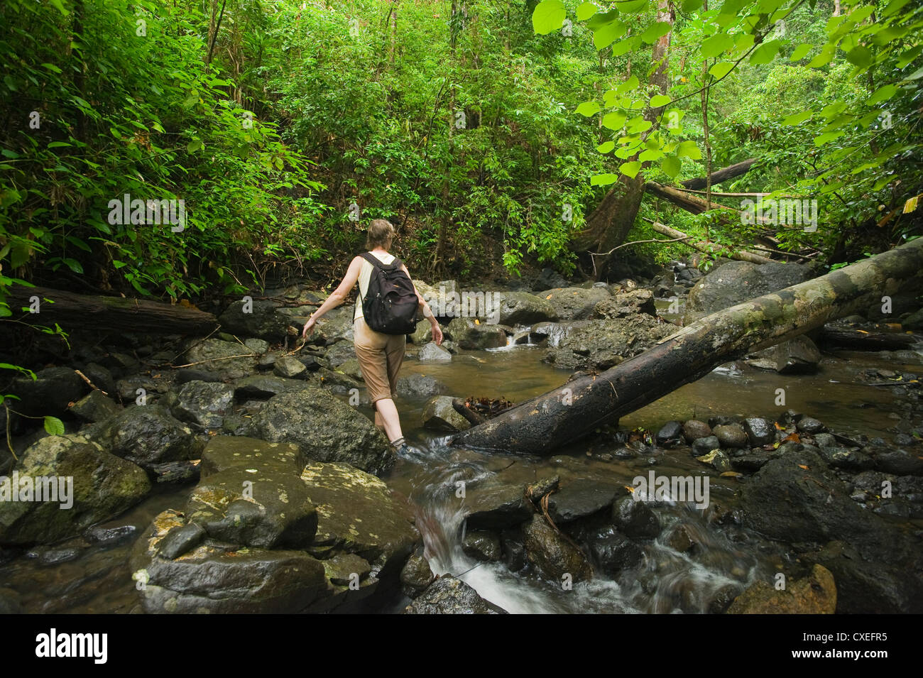 Marcy Sommern in kleinen Bach, Regenwald, Tanah Merah, Mt. Tompotika Gegend, Zentral-Sulawesi, Indonesien Stockfoto