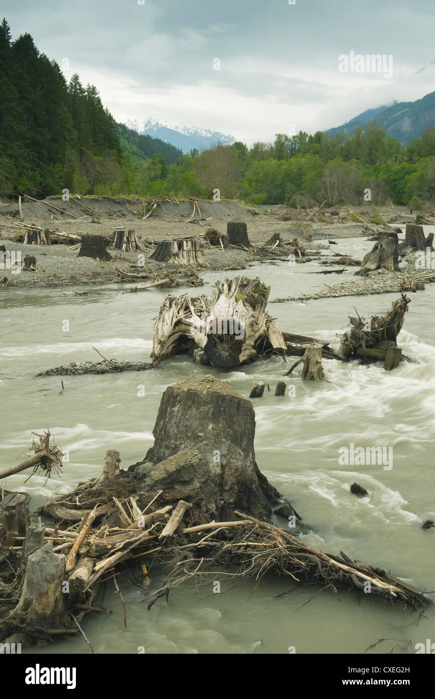 Hundert Jahre alte Stümpfe durch Trockenlegung des Sees Aldwell, Elwha Fluss Erholung, Olympic Fundstätten Washington enthüllt Stockfoto