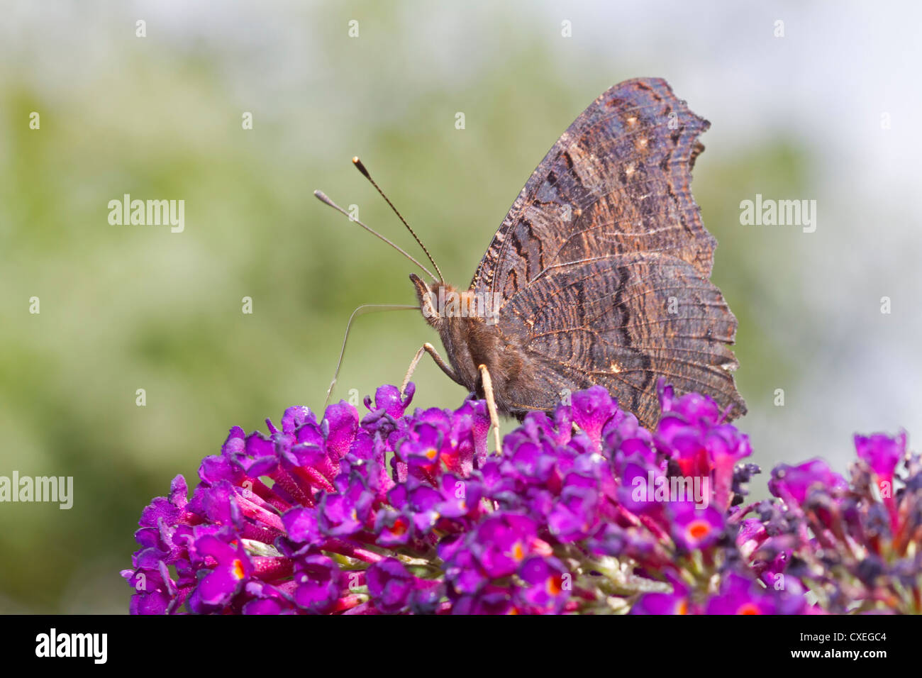 Europäische Pfau (Inachis Io) Stockfoto