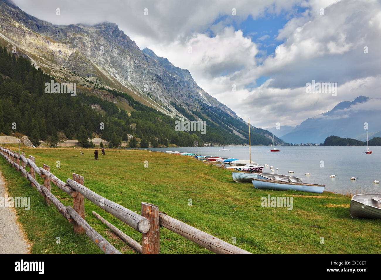 Die gepflegte Bucht Pferde grasten Stockfoto