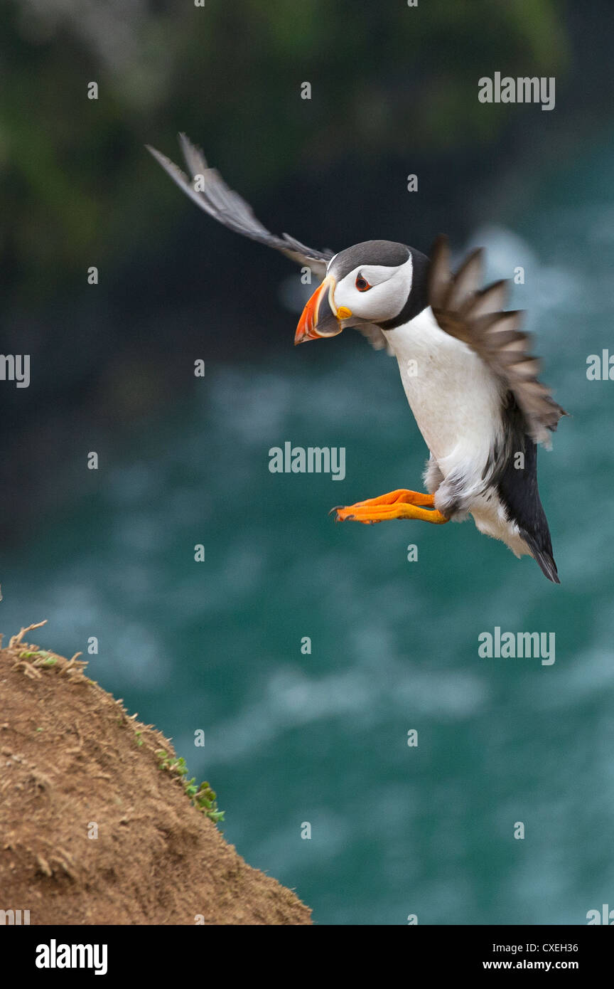 Ein Papageitaucher-Landung Stockfoto