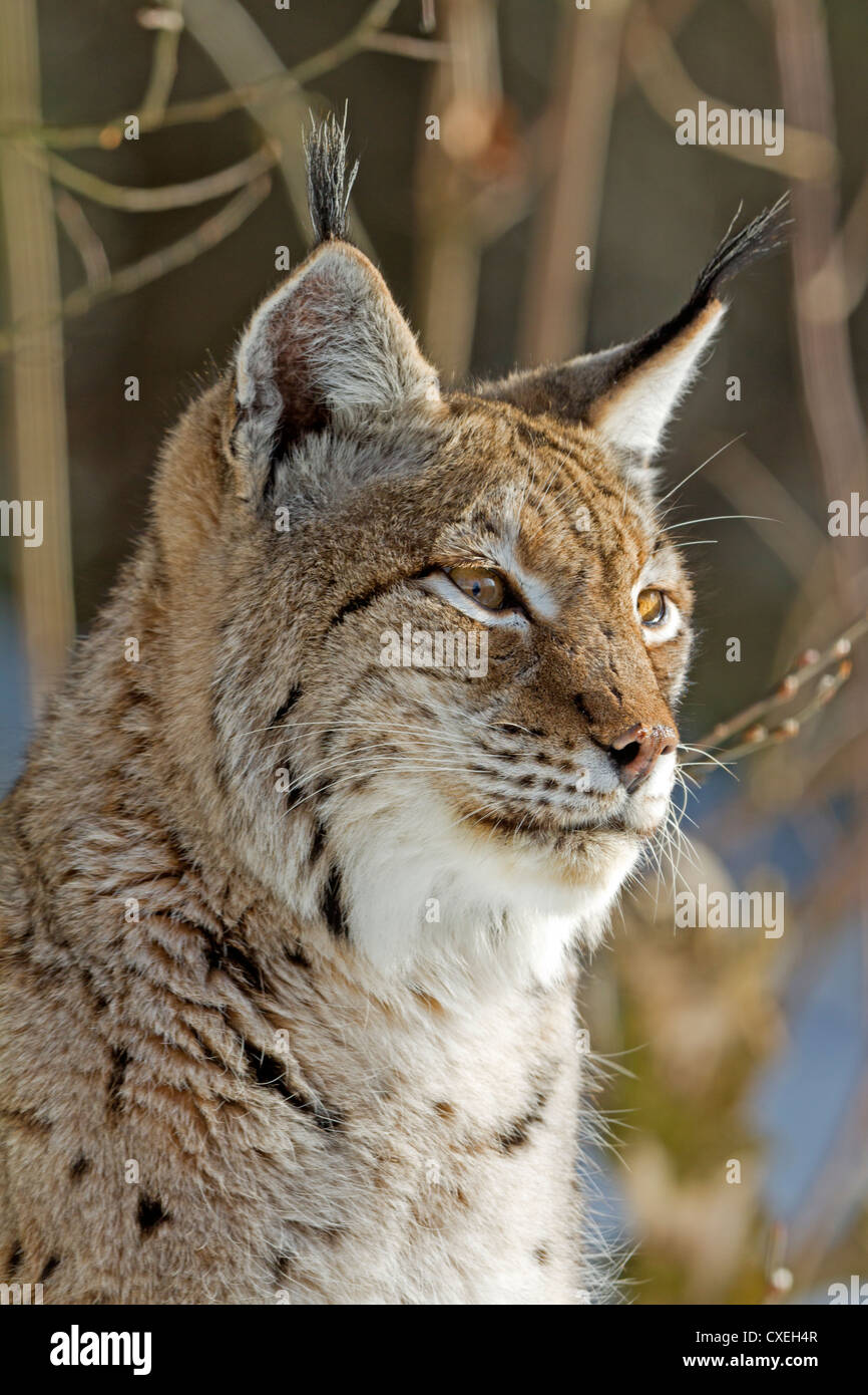 Luchs im Schnee / Lynx Lynx Stockfoto