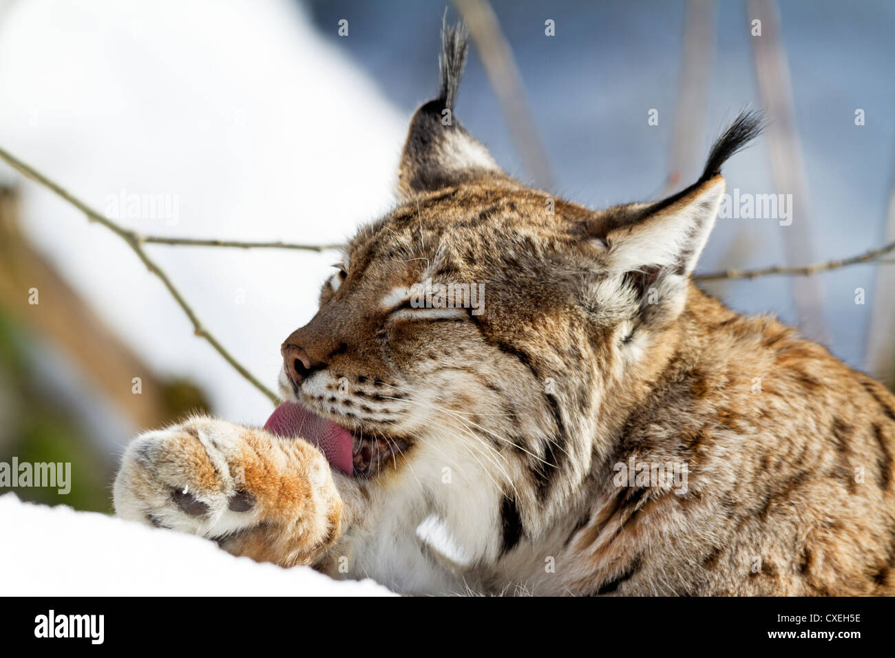 Luchs im Schnee / Lynx Lynx Stockfoto