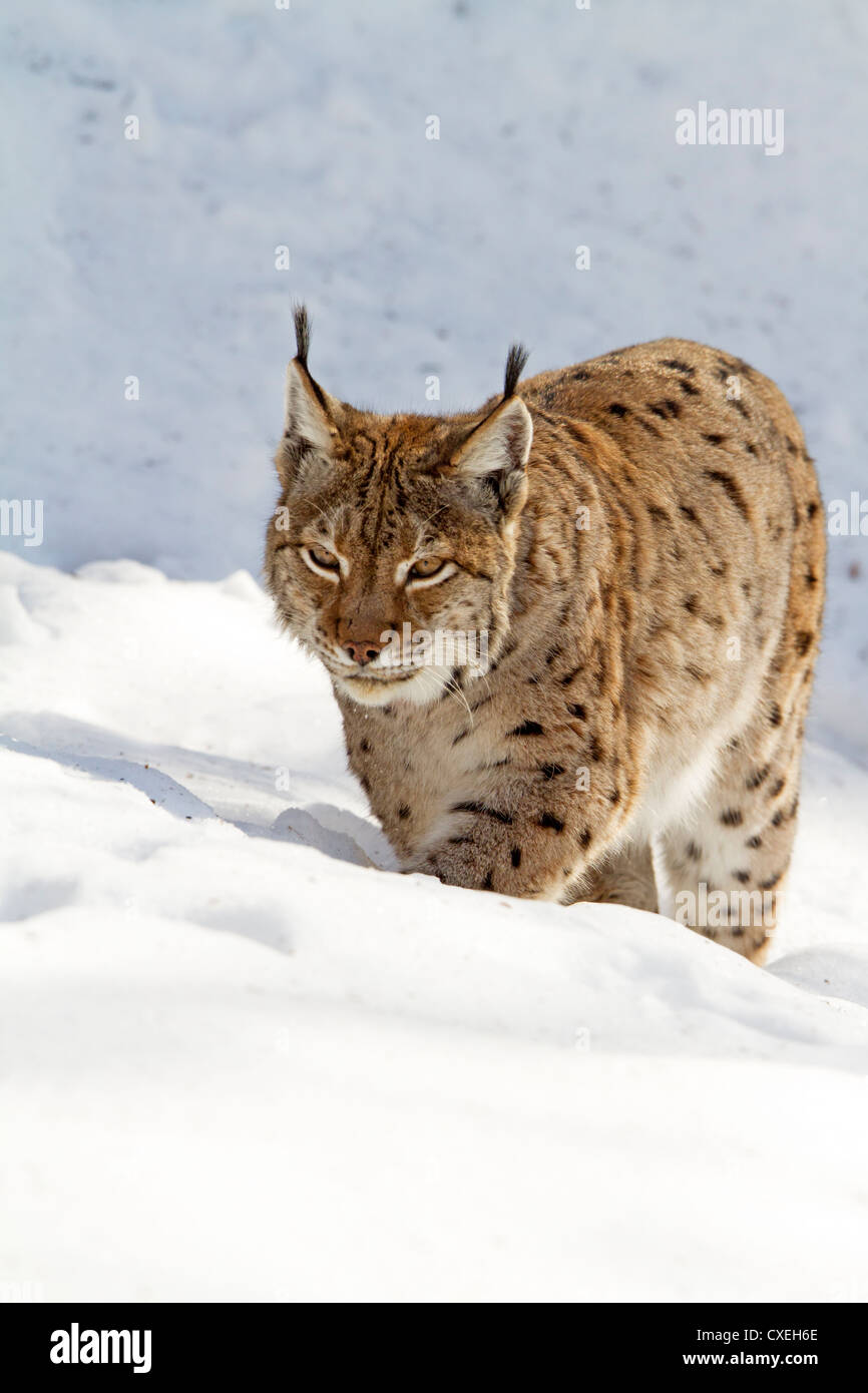 Luchs im Schnee / Lynx Lynx Stockfoto