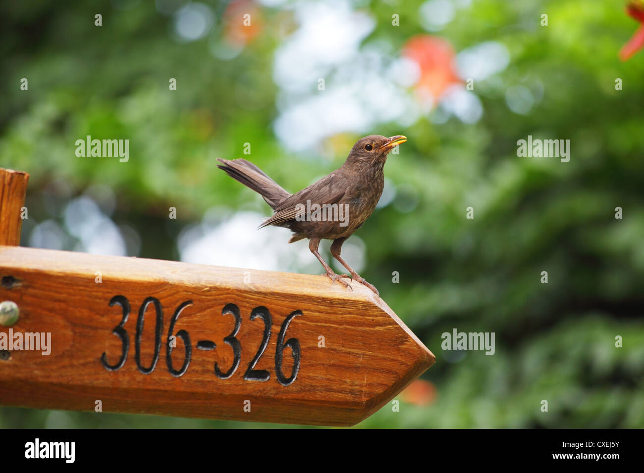 kleiner Vogel auf einen Wegweiser aus Holz Stockfoto