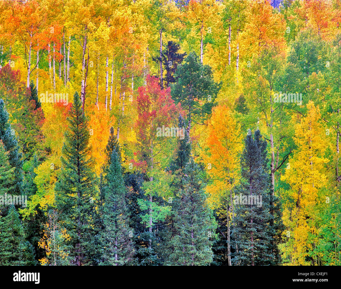Rot, gelb und grün gefärbte Espe Bäume in einem Wald. San Juan Mountains, Colorado. Stockfoto