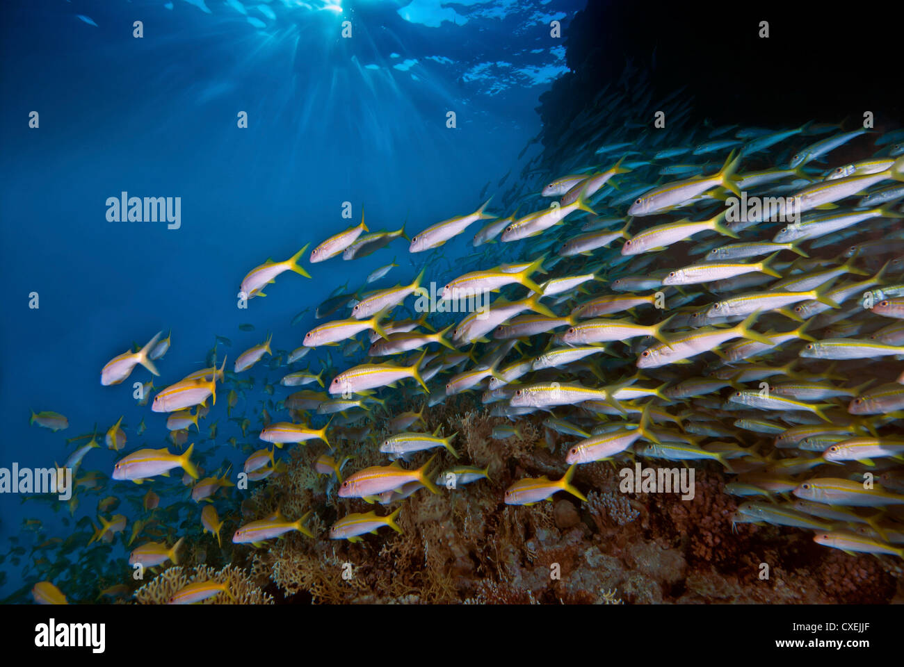 Fischschwarm Versenkung über Riff unter einer Sunburst-Oberfläche Stockfoto