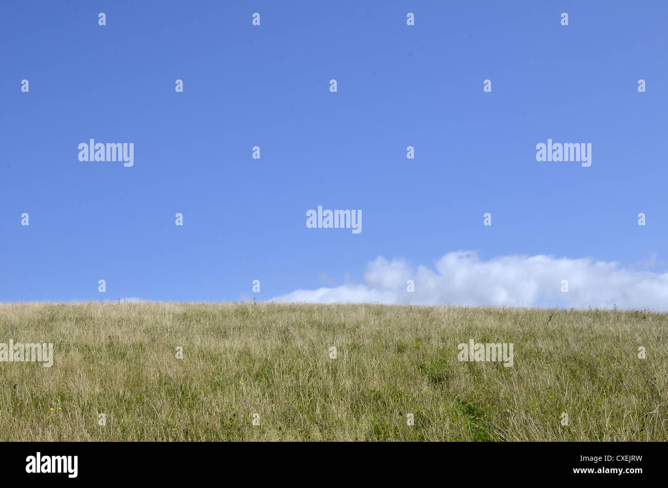 Sommerfeld mit leicht bewölkten Himmel. Für die britische Landwirtschaft. Stockfoto