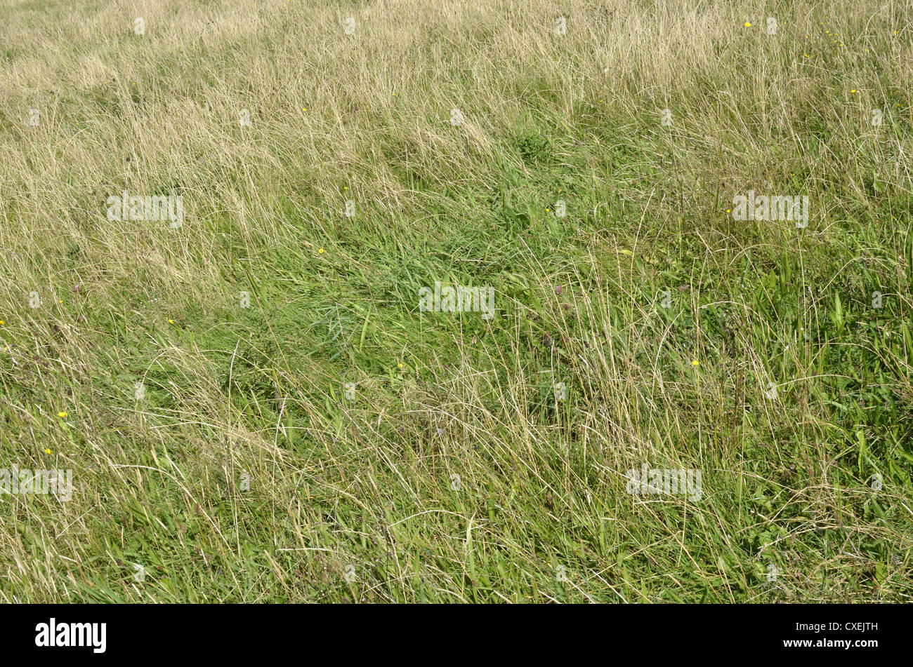 Schneise der Rasen Weide in den späten Sommermonaten. Stockfoto