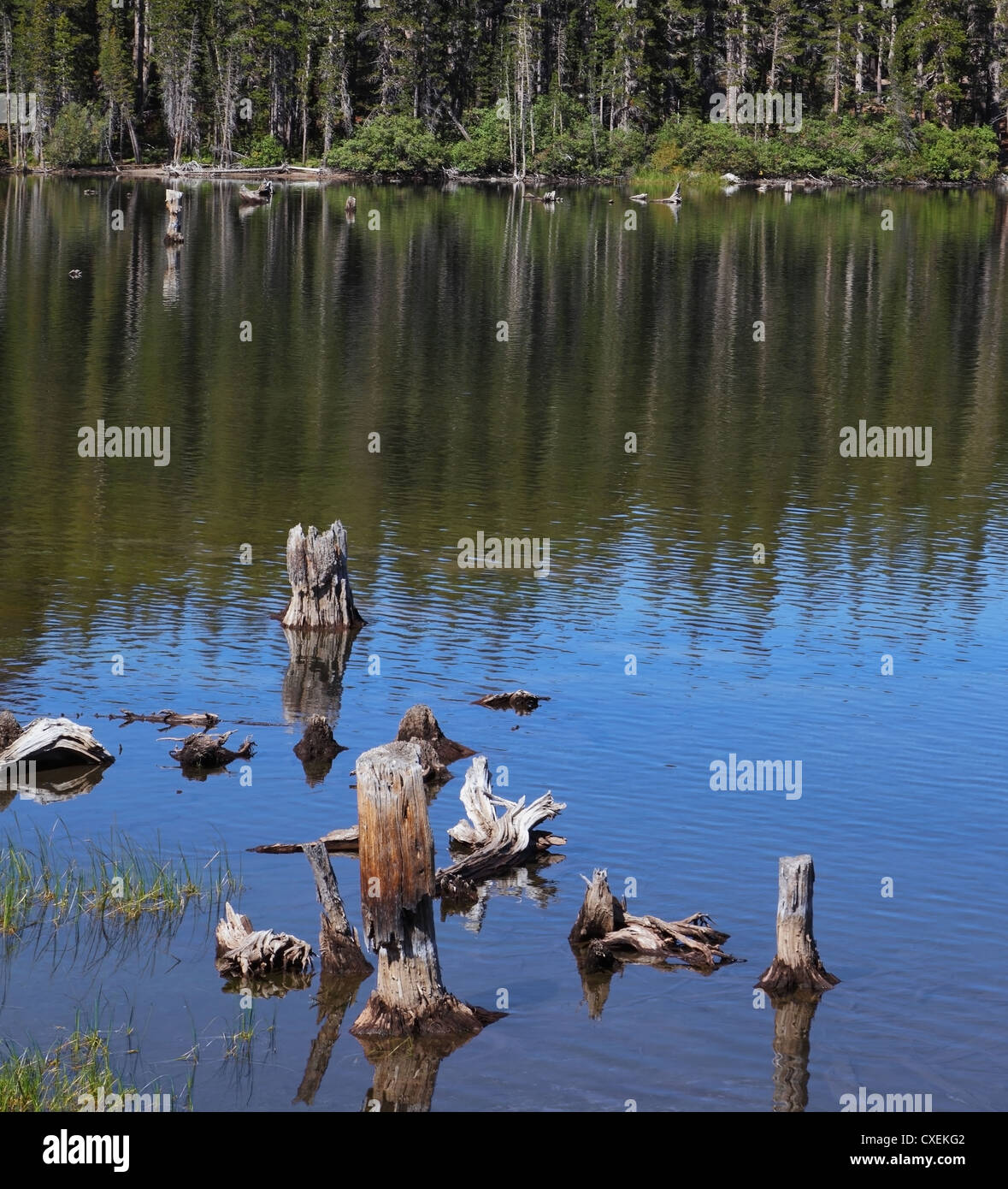 Dichten Wald und trockenen Stümpfe Stockfoto