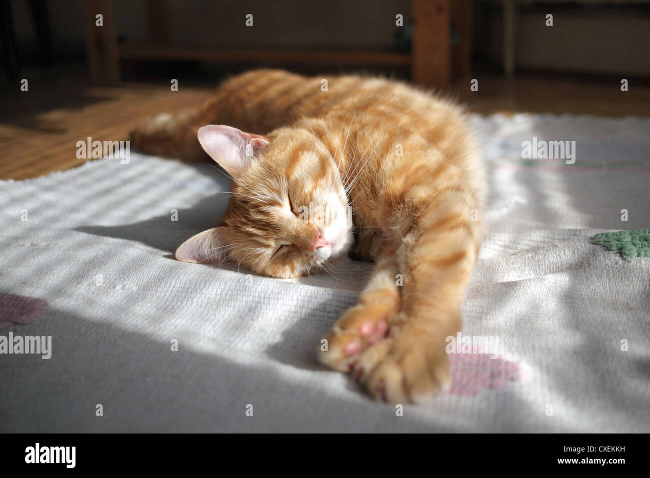 Haus Katze Sonnenbaden liegend in Luxus glücklich Stockfoto