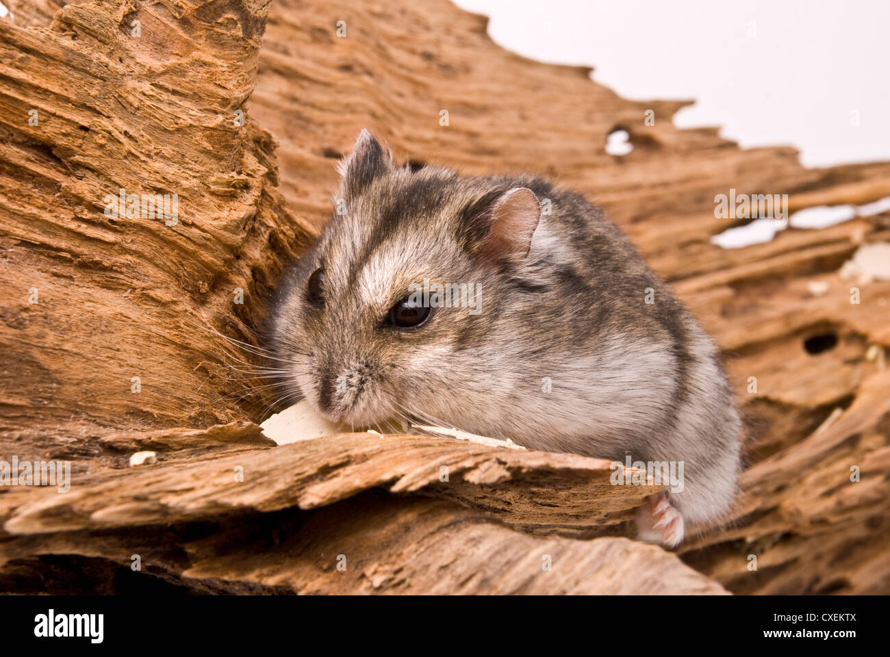 Die kleine Hamster Essen ein Samenkorn. Stockfoto