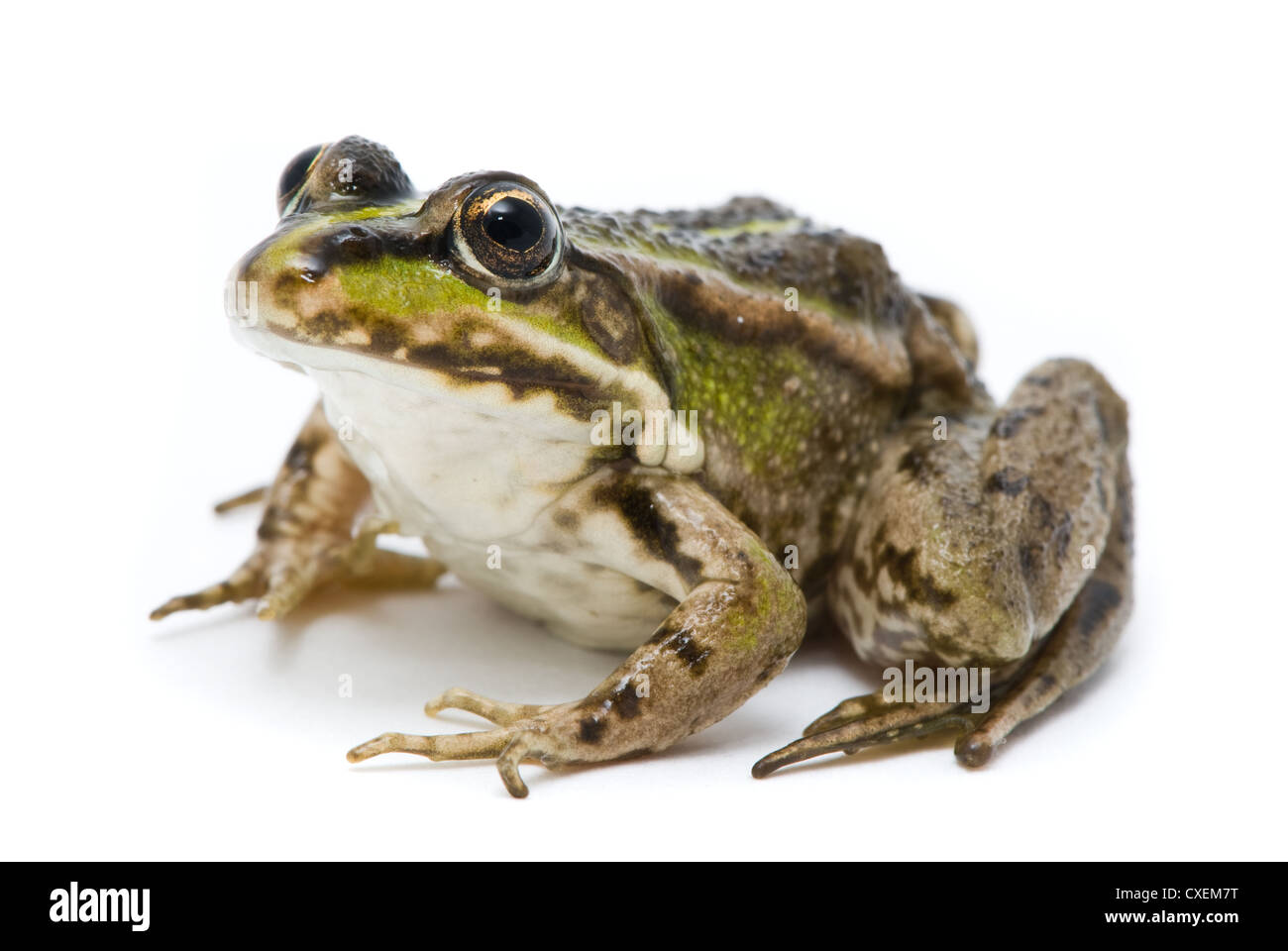 Rana Ridibunda. Frosch auf weißem Hintergrund Stockfoto