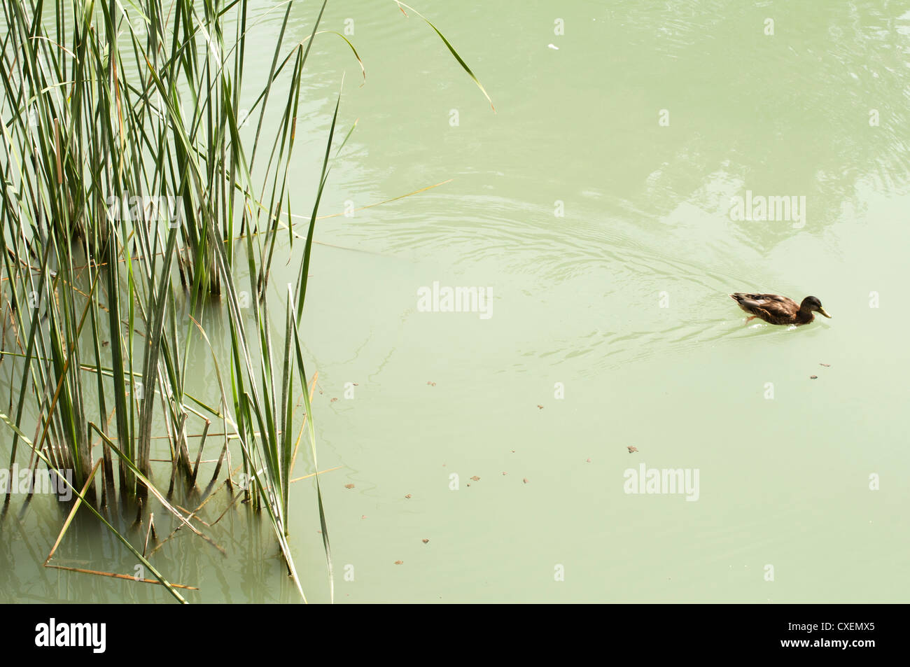 Zuckerrohr in Fluss und Wildenten. Stockfoto