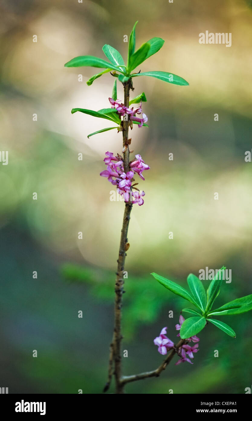 Daphne Mezereum Stockfoto