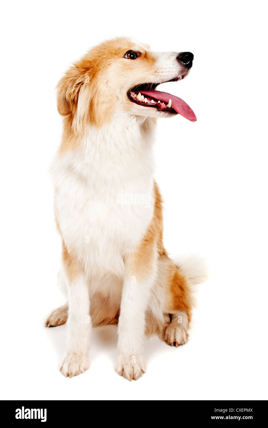 Roter Hund auf weißem Hintergrund Stockfoto