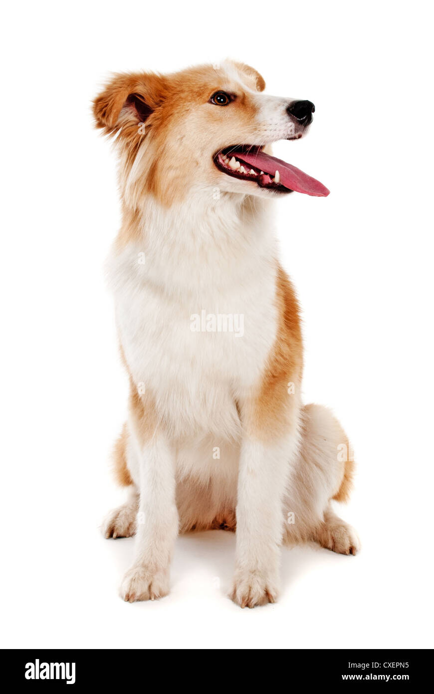 Roter Hund auf weißem Hintergrund Stockfoto