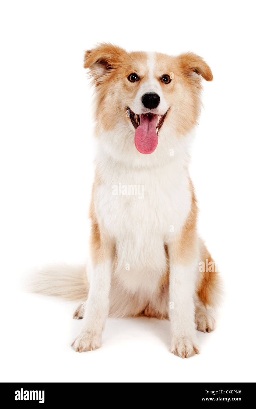 Roter Hund auf weißem Hintergrund Stockfoto