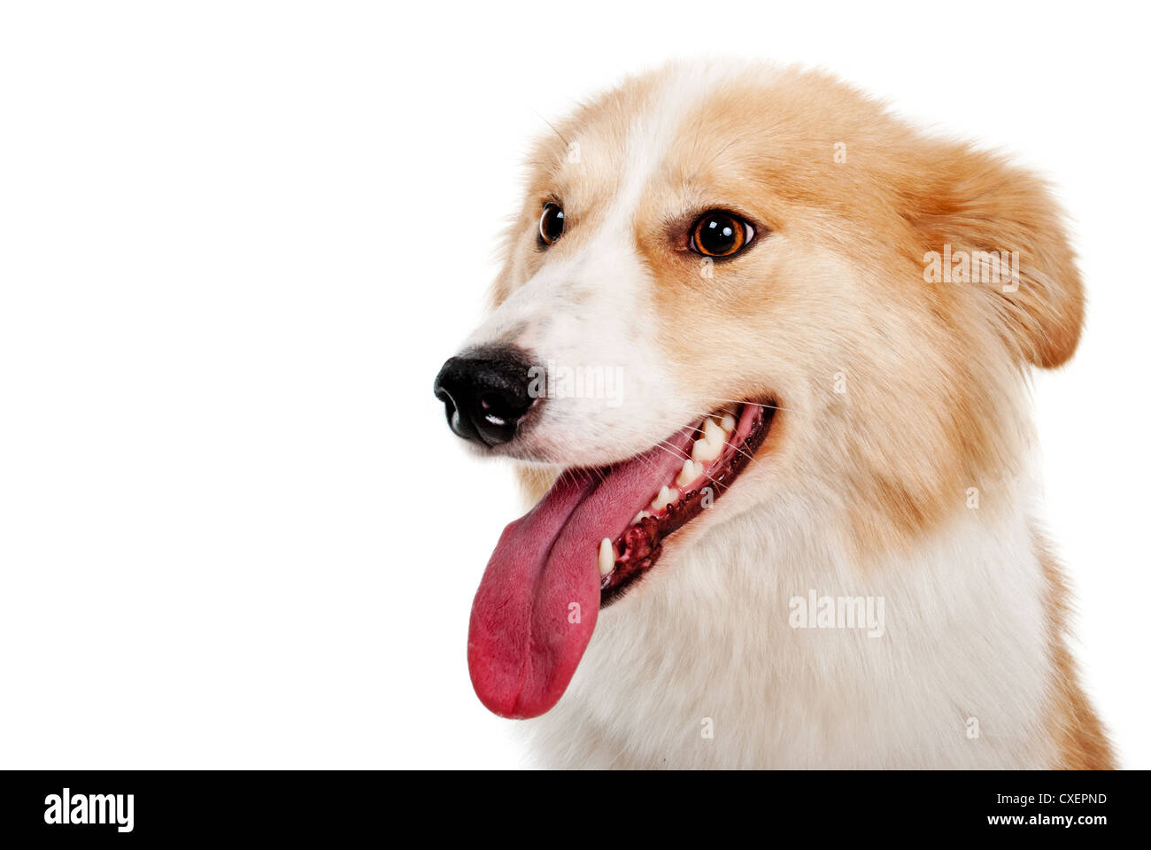 Roter Hund auf weißem Hintergrund Stockfoto