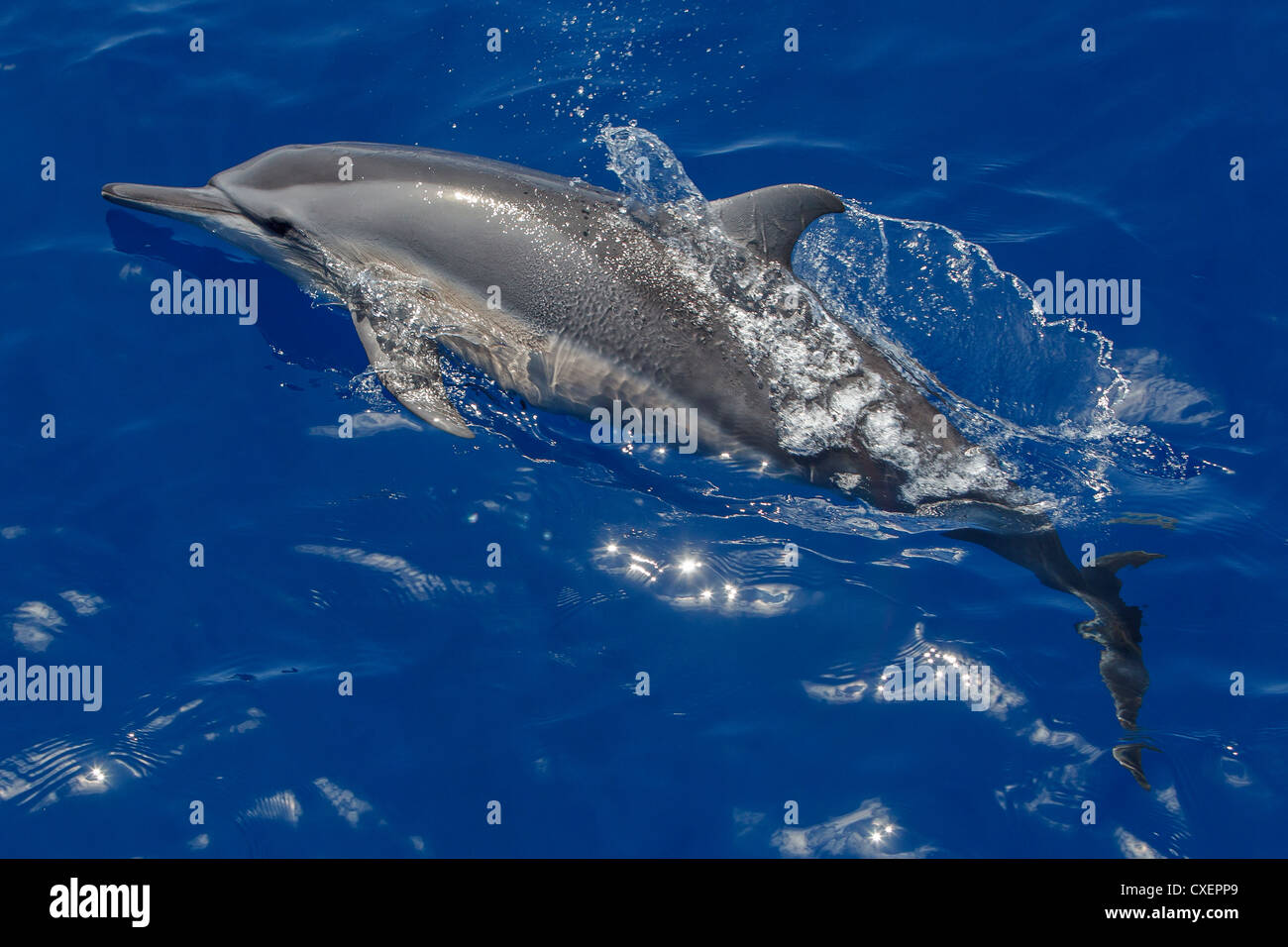 Spinner-Delphin, Stenella Longirostris, Ostpazifischer Delfin, wild, Belag, Malediven, Indischer Ozean, Stockfoto
