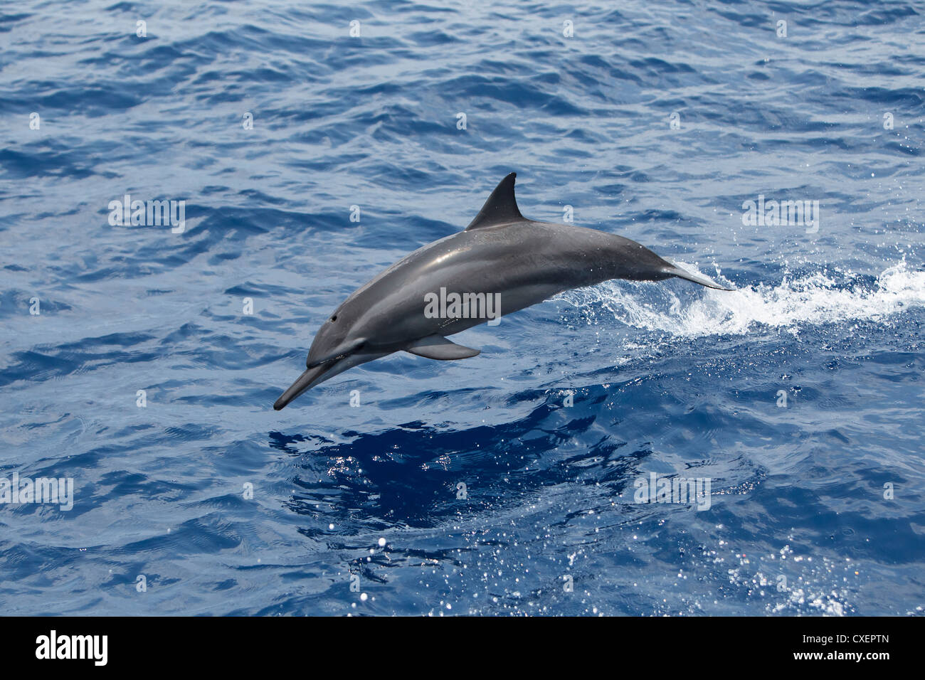 Spinner-Delphin, Stenella Longirostris, Ostpazifischer Delfin, wild, springen, Malediven, Indischer Ozean, Stockfoto