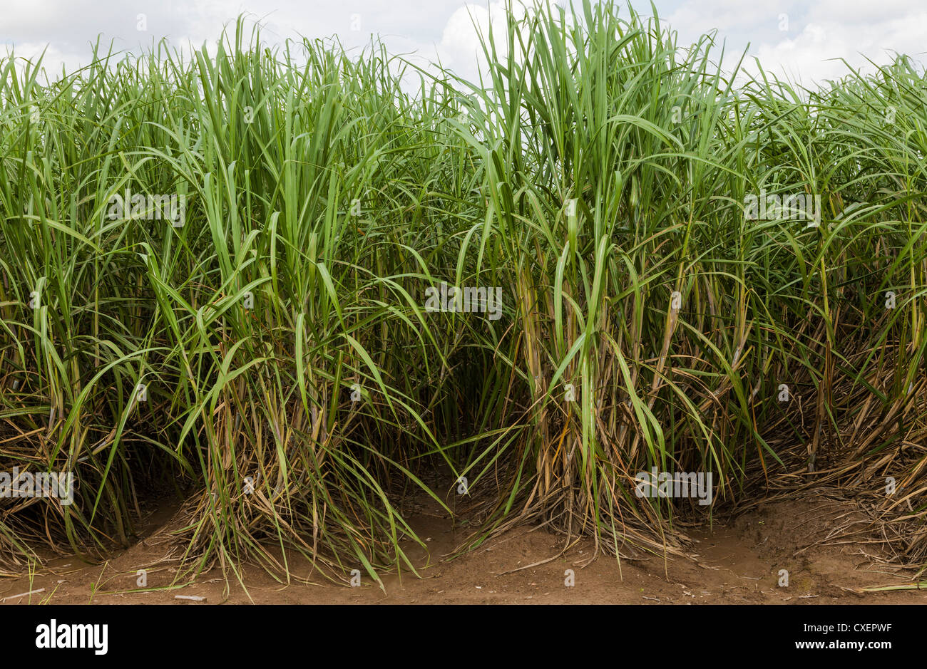 Reihen von Zuckerrohr wächst in einem Feld in South Louisiana. Stockfoto