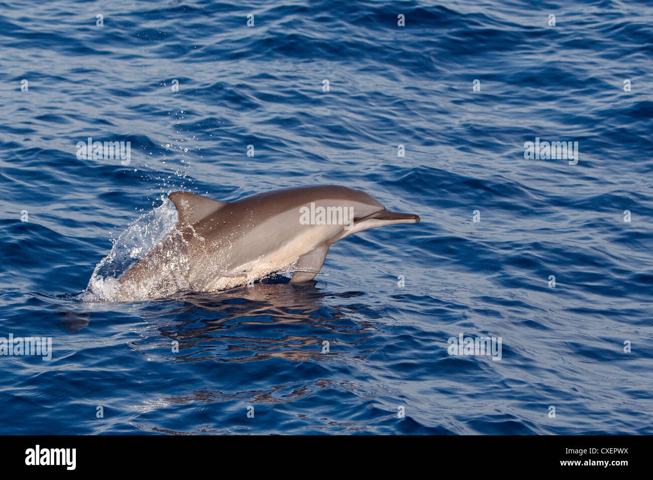 Spinner-Delphin, Stenella Longirostris, Ostpazifischer Delfin, wild, springen, Malediven, Indischer Ozean, Stockfoto