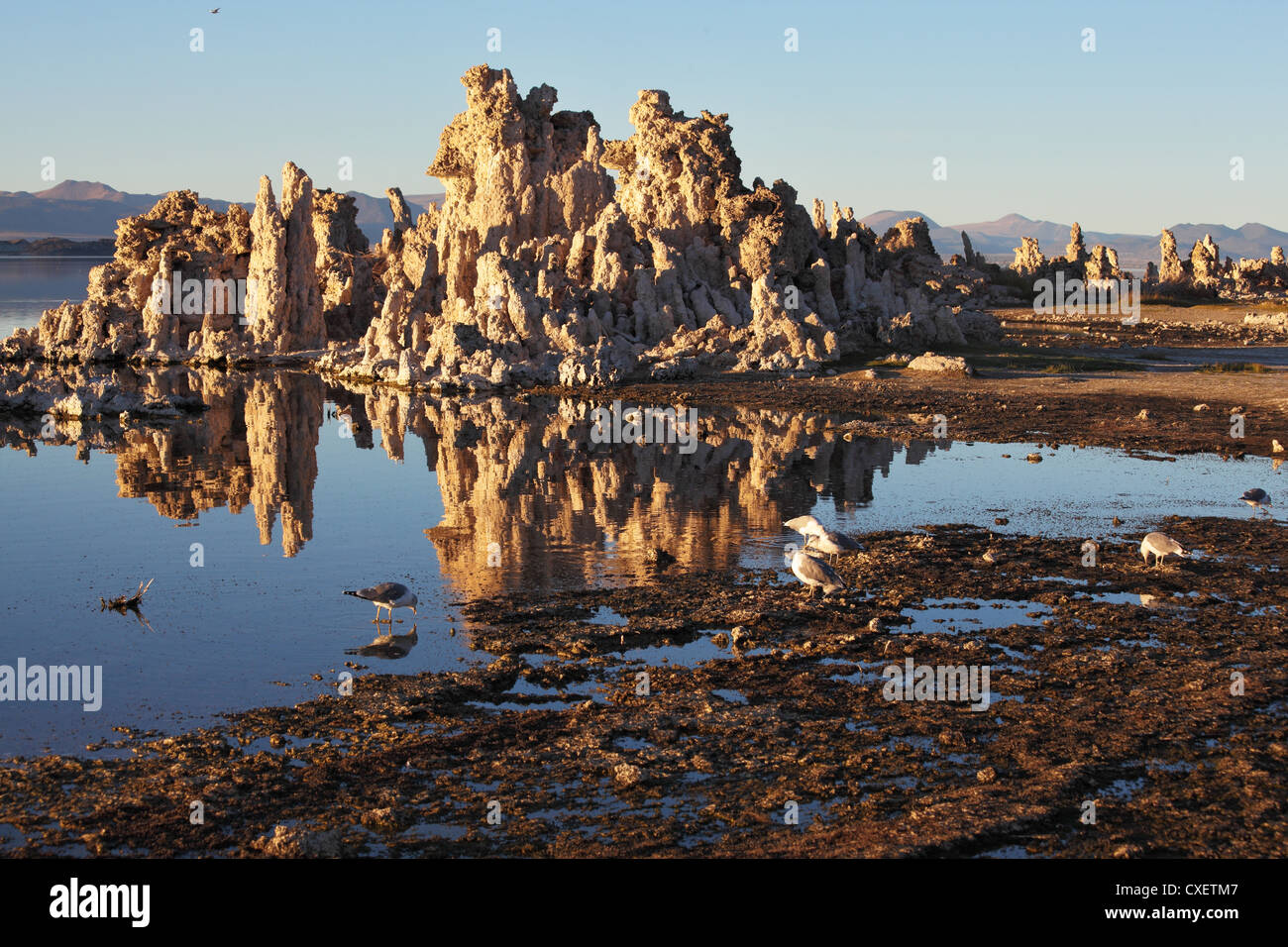 Tuffstein Stalaktiten spiegeln sich im See Stockfoto