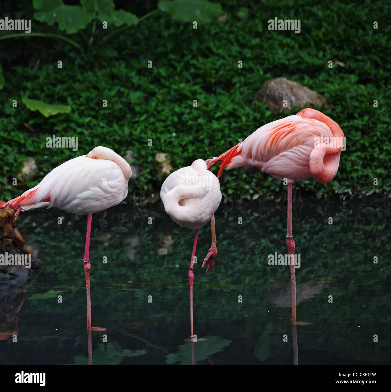 Rosa Flamingos im seichten Wasser Stockfoto