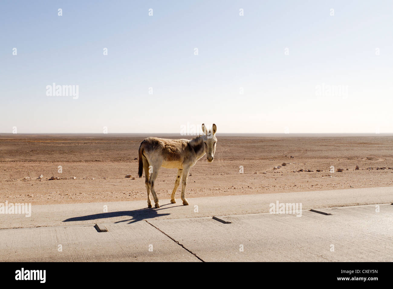 Ein Esel wandert entlang der Autobahn in der Nähe von Azraq, Jordanien Stockfoto