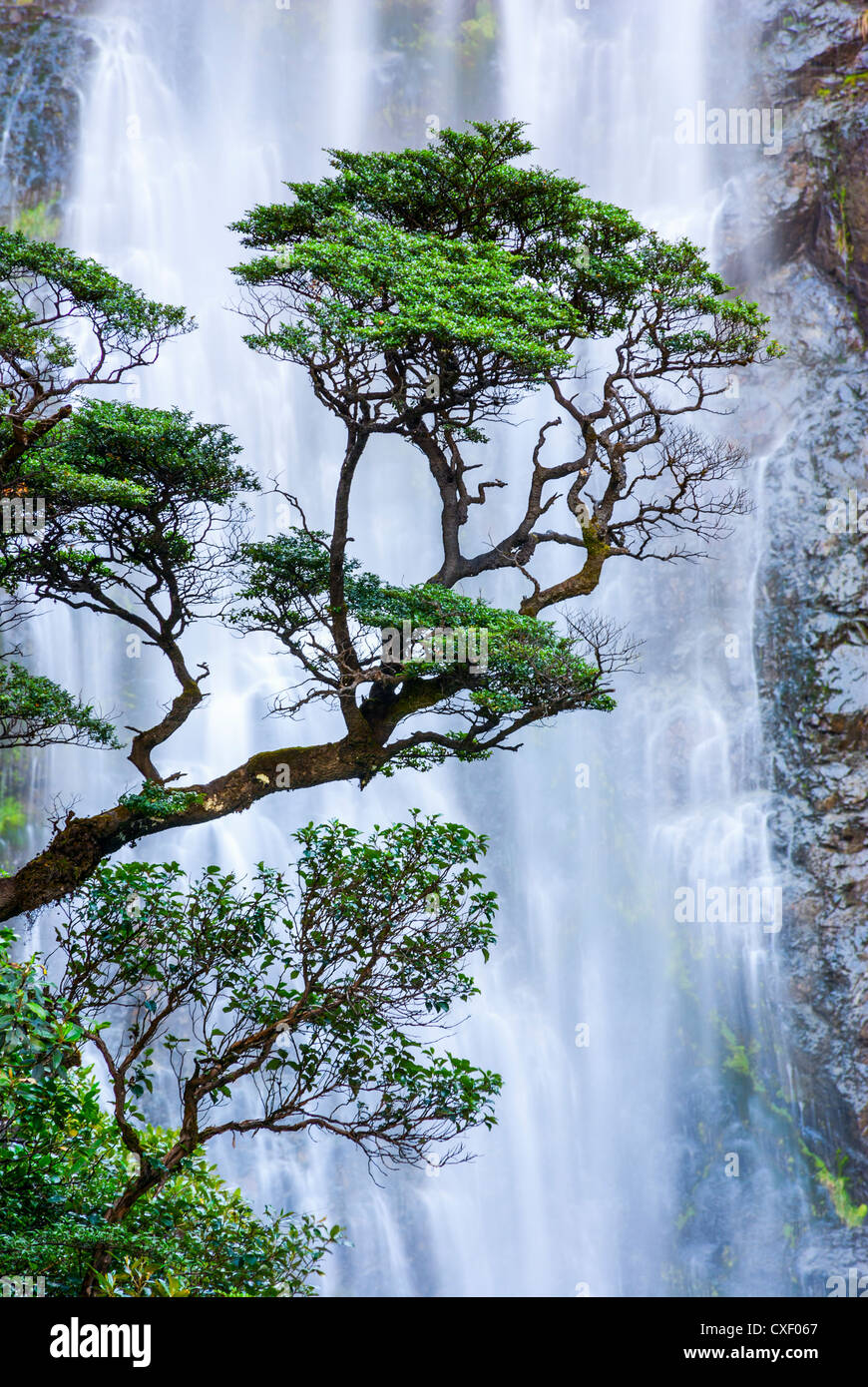 Buche Bäume vor dem Hintergrund des fallenden Wassers in Arthurs Pass, Neuseeland. Stockfoto