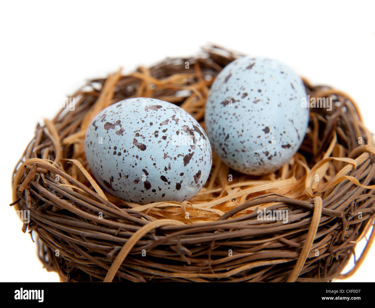 Nest mit Eiern von Robin auf weißem Hintergrund Stockfoto