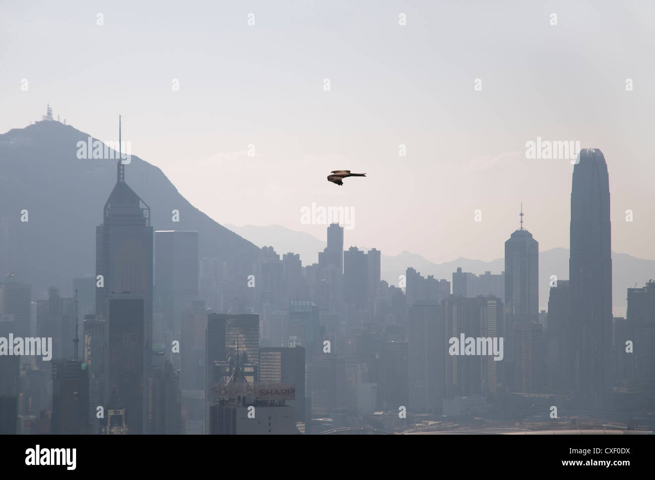 Schwarze Drachen fliegen über den Wolkenkratzern von Hong Kong Stockfoto