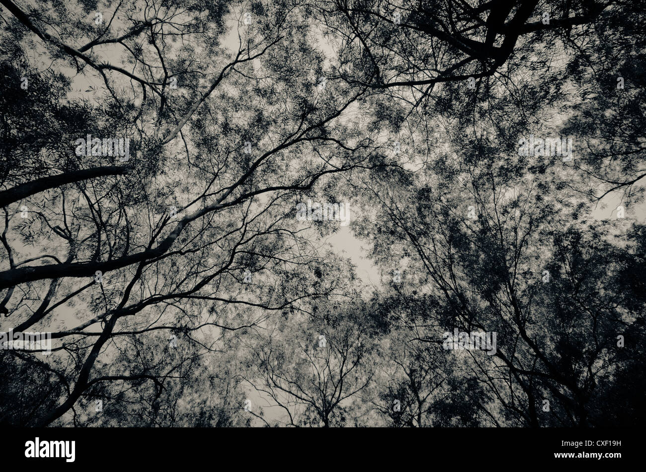 Winter Baum nachschlagen Hintergrund Stockfoto