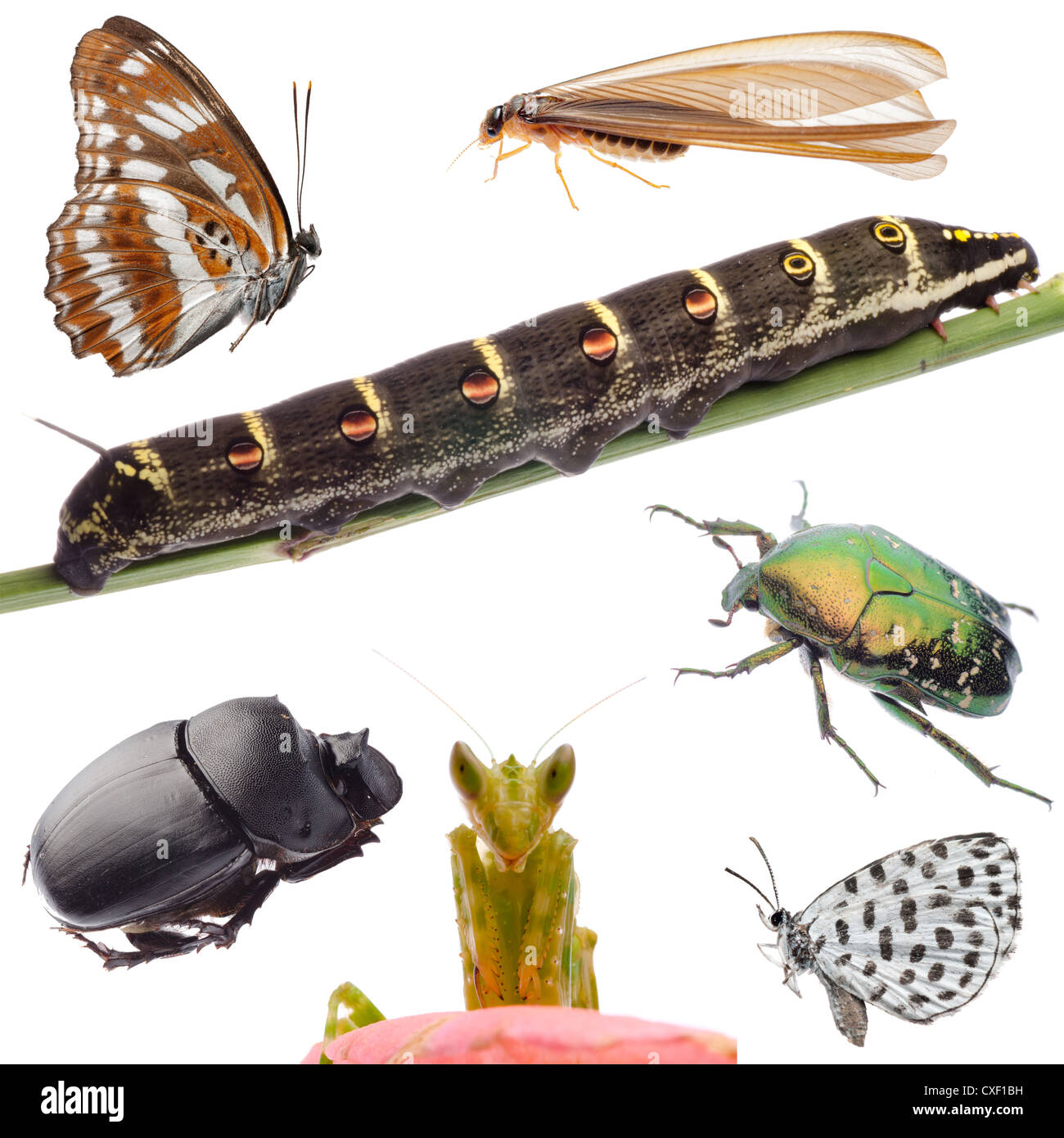 Insekten setzen Sammlung Stockfoto