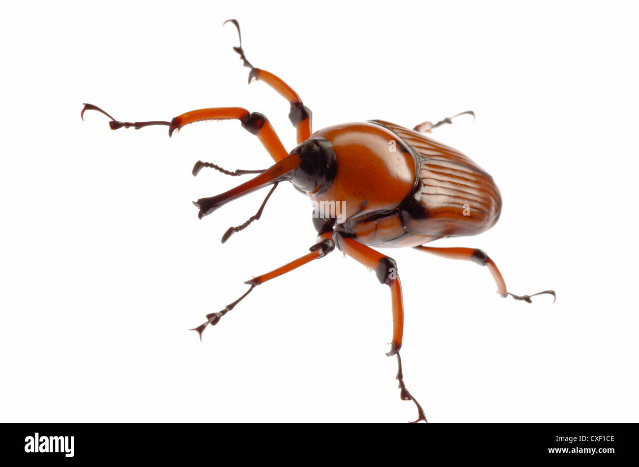 weiblich braun Palm Weevil Schnauze Käfer Stockfoto