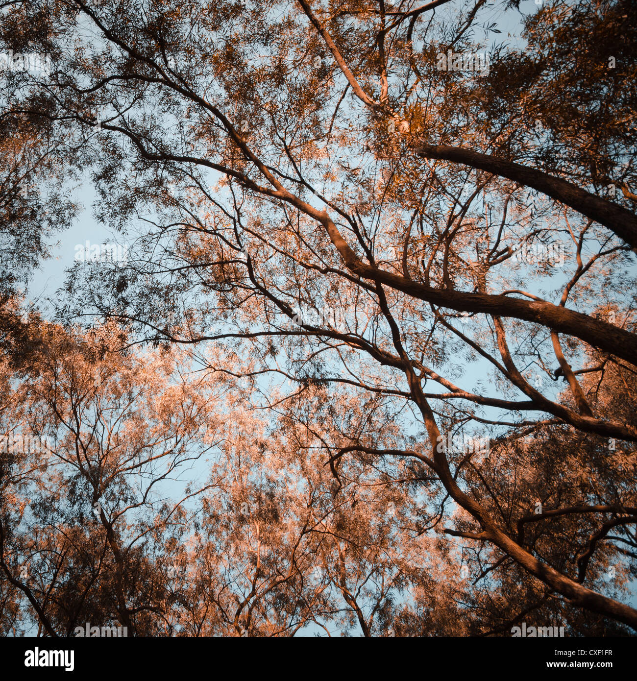 Baum Herbstlook Hintergrund Stockfoto