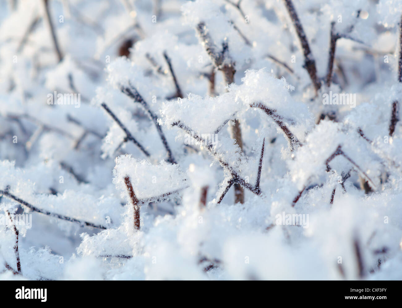 Winterlandschaft. Stockfoto