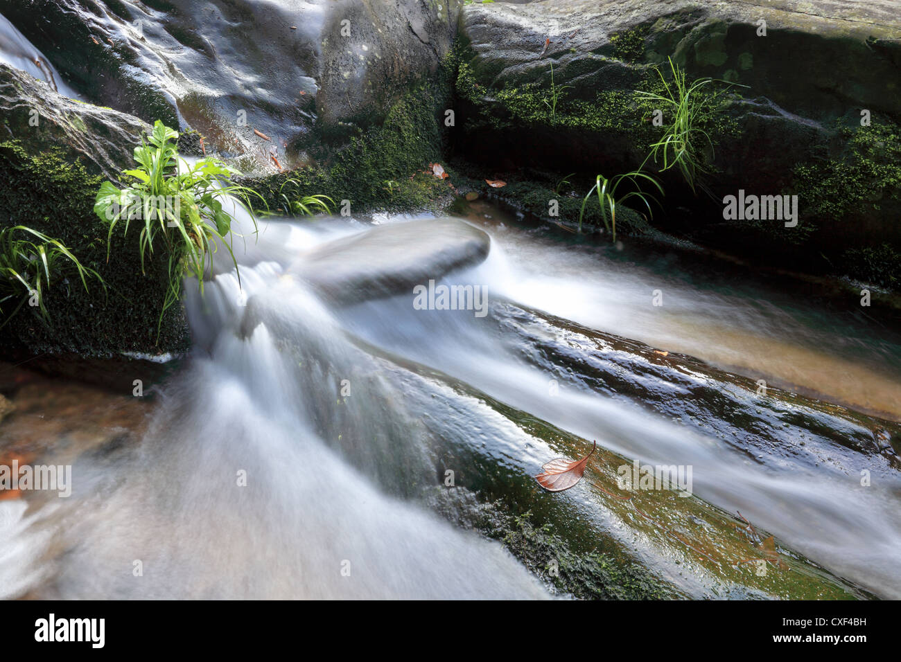 Creek und Blätter auf dem Stein Stockfoto