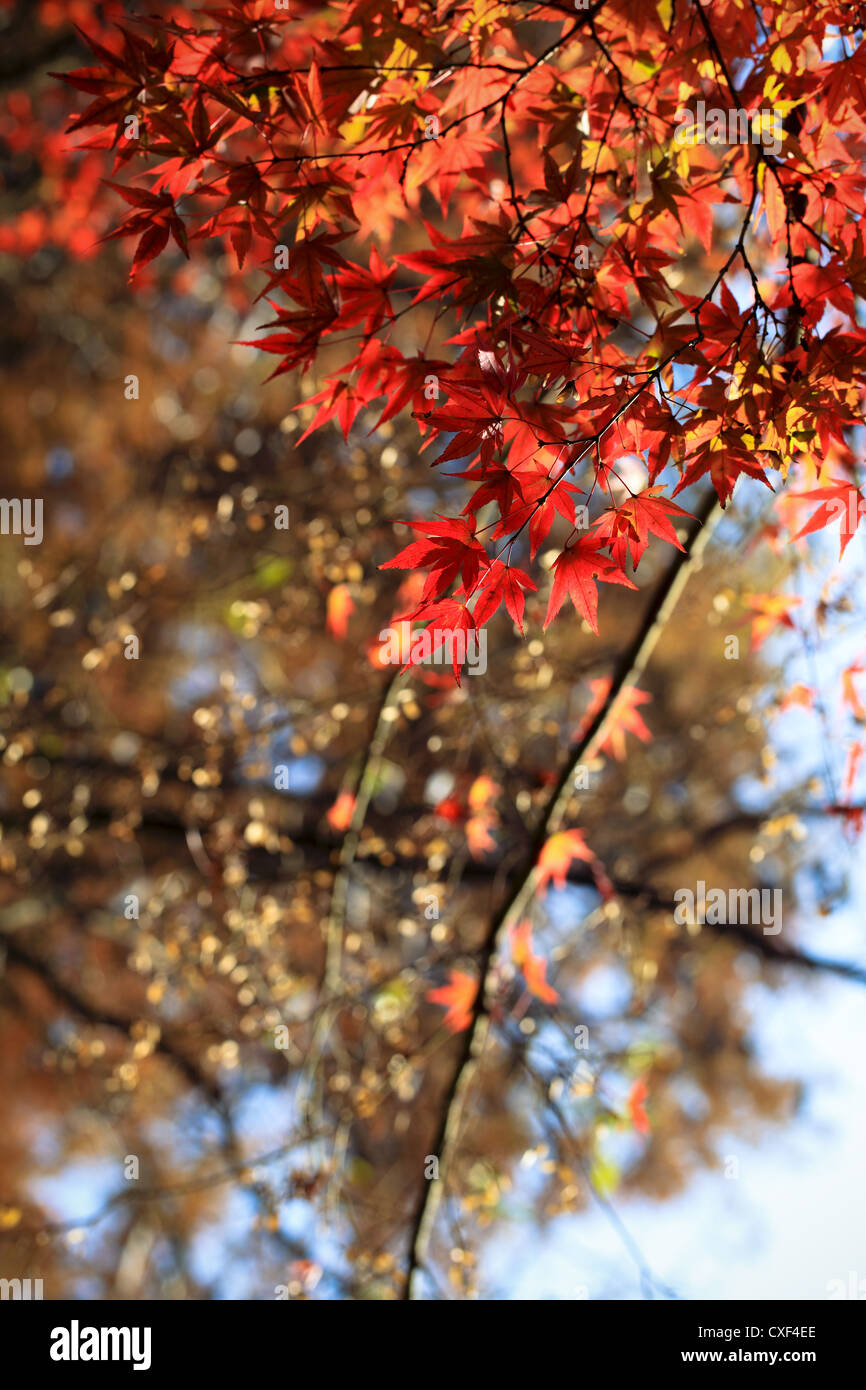 herbstliche Ahornblätter im Sonnenlicht Stockfoto