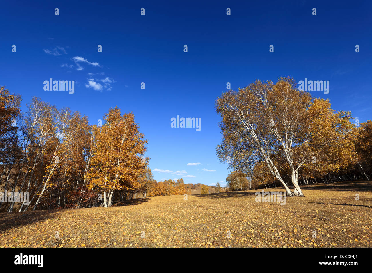 Goldene Birkenwald im Herbst Stockfoto