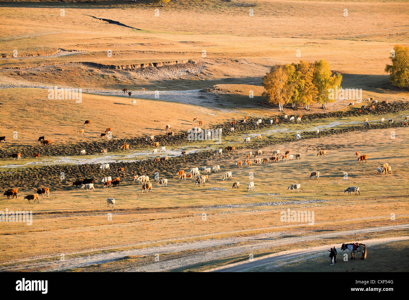 kostenlose Beweidung im Herbst Stockfoto