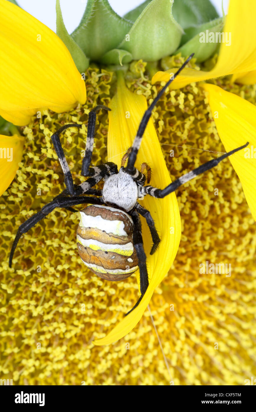 gestreifte Argiope spider Stockfoto