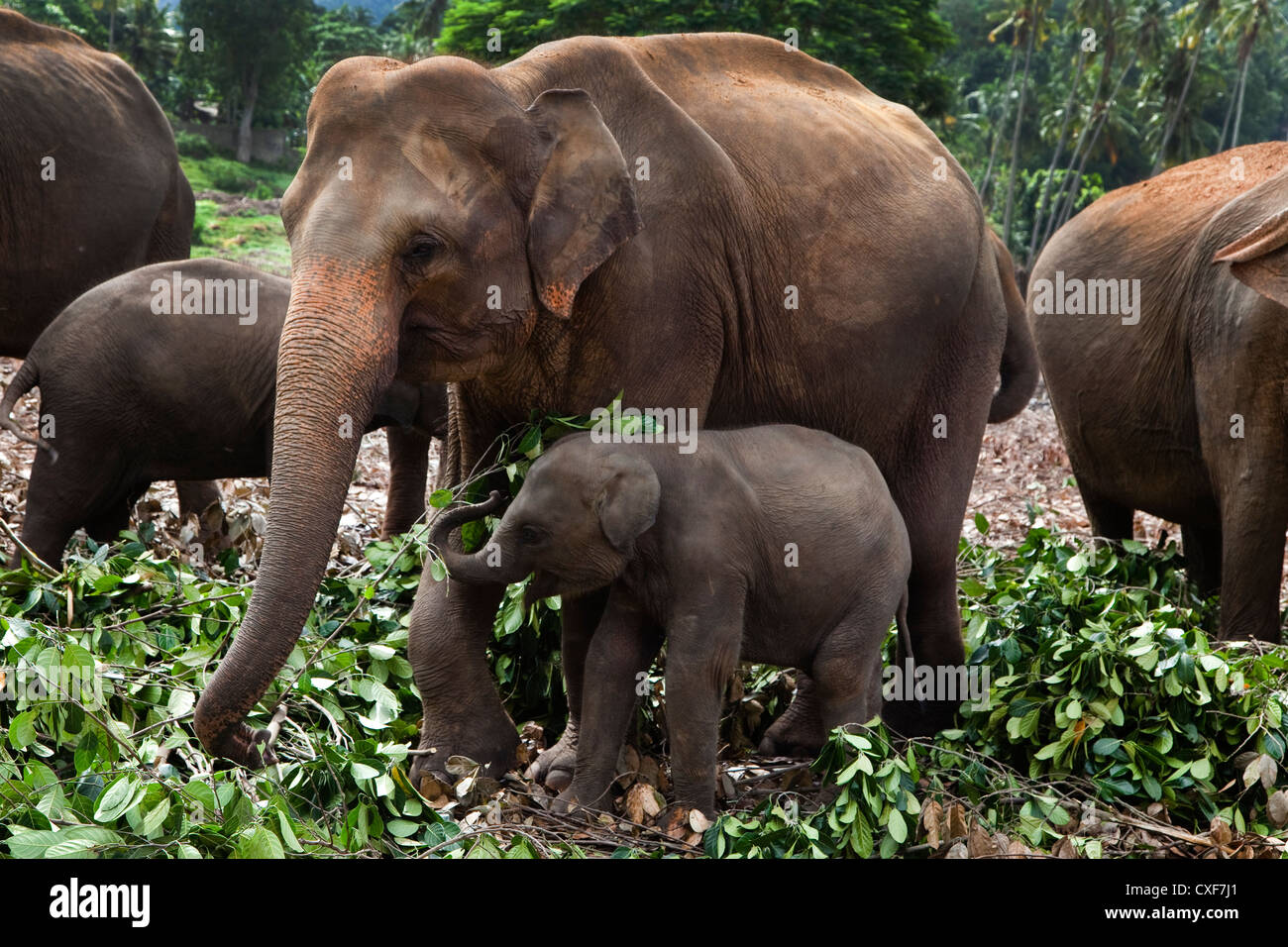 Sri Lanka Elefantendame mit Kalb in Pinnawala Elephant Orphanage in der Nähe von Rambukkana im Kegella Village, Sri Lanka Stockfoto