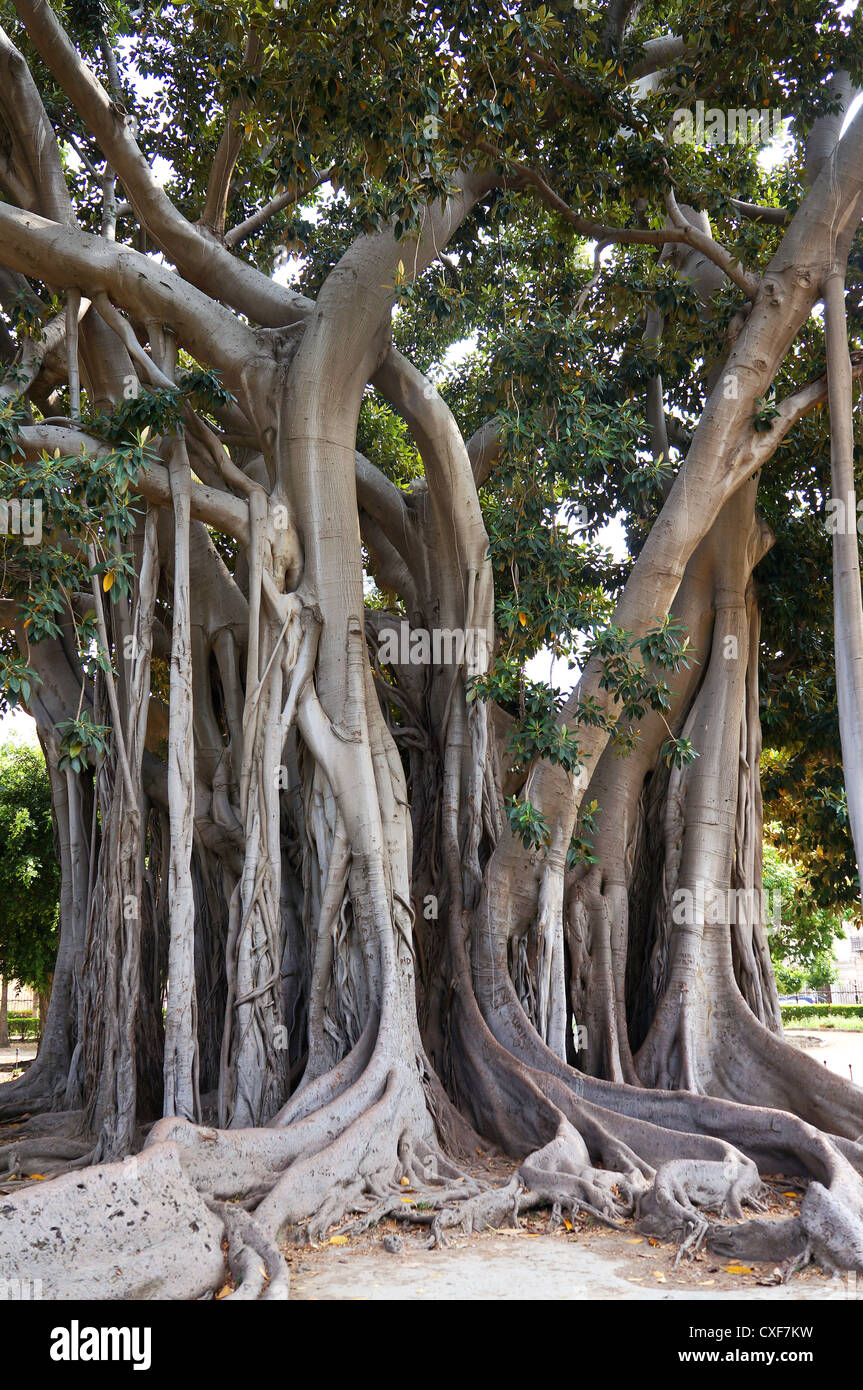 Ficus Macrophylla in der Villa Garibaldi von Palermo in Sizilien Stockfoto