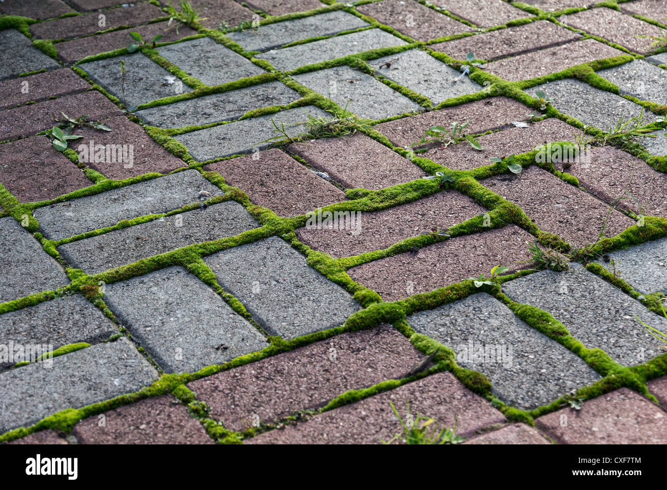 rote und graue Pflasterstein mit Moos und Rasen Stockfoto